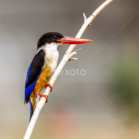 by Kuppusamy Ramesh - Animals Birds