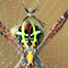 Male and female signature spider