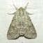 American Dagger Moth