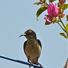 Purple Sunbird (female)