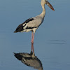 Asian Openbill Stork