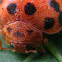 28-spotted Lady Beetle