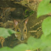 Sri Lankan spotted chevrotain