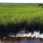 Smooth Cordgrass