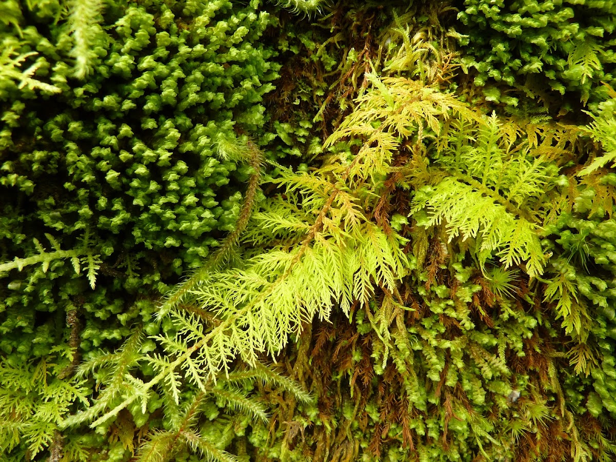 Common Tamarisk Moss