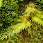 Common Tamarisk Moss