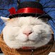 Lovely Cat Wallpaper HD I