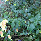 Shrimp Plant