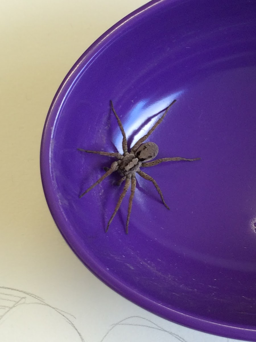 Wolf Spider