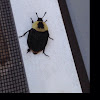 American Carrion Beetle