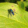 Long-legged Fly