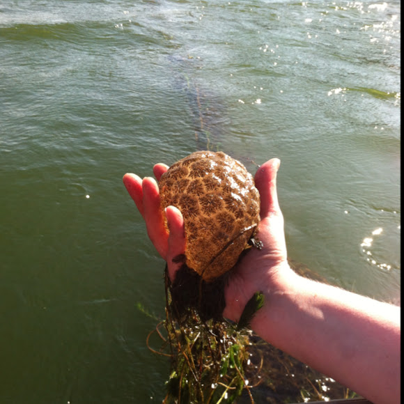 Moss Animal Project Noah