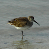 dunlin