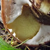 Bolete mushroom and slug