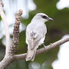 White-bellied Cuckoo Shrike