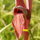 Long-lipped tongue orchid, raonička kukavica