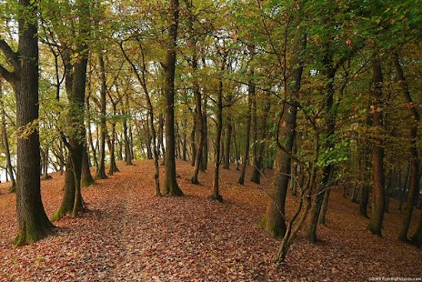 FOREST WALLPAPERS Screenshots 7