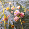 Acacia flower gall
