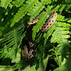 Common Garter Snake