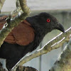 Great Coucal