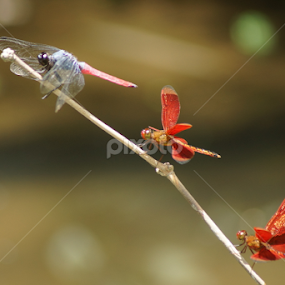 Dragonflies by Cesar Cambay - Animals Insects & Spiders