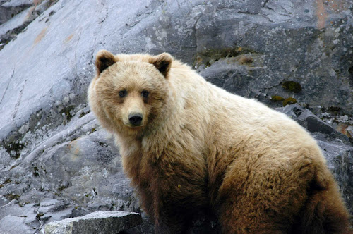 A brown bear in Glacier Bay National Park, Alaska.