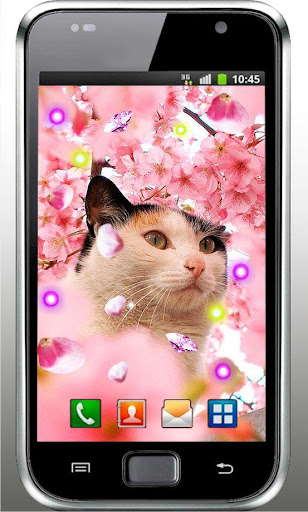 Kitty Sakura live wallpaper
