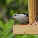 White Breasted Nuthatch