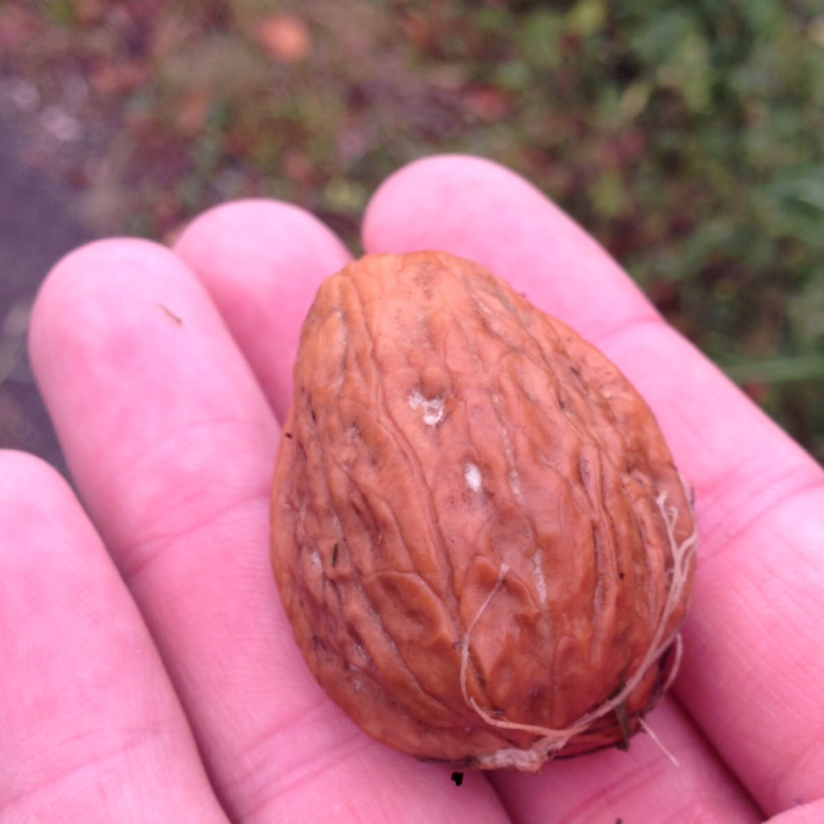 Wild walnut