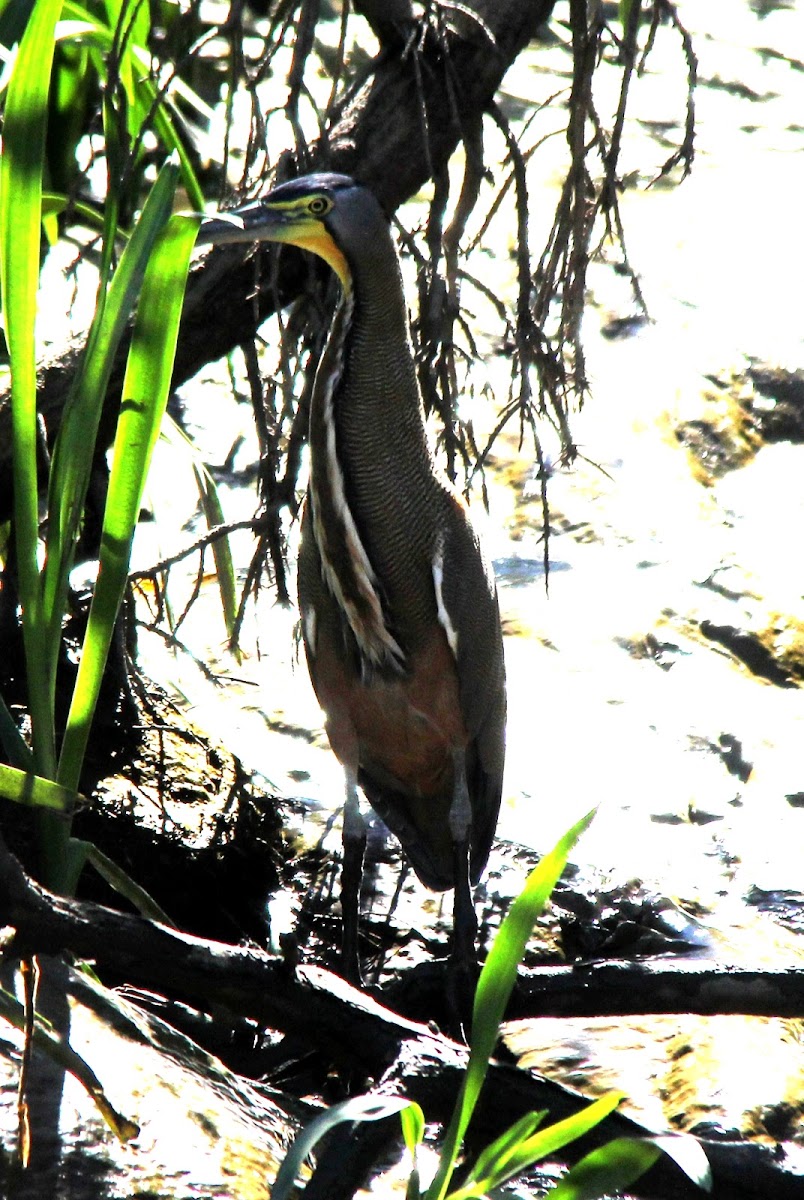 Bare throated tiger heron