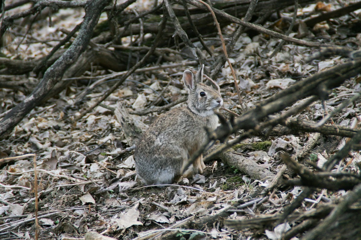 Eastern cottontail