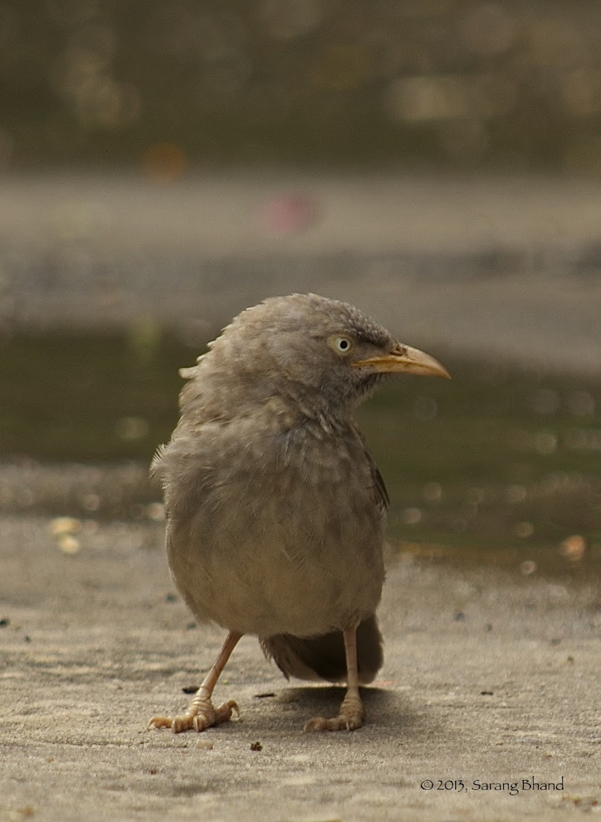 Jungle Babbler