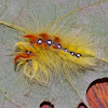 Sycamore Moth Caterpillar