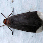 Moth