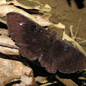 Owl Moth - male