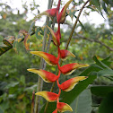 Heliconia