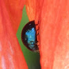 Steelblue Ladybird