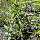 American Brooklime