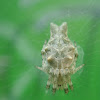 Araña orbe tejedora