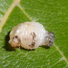 Paper wasp larva