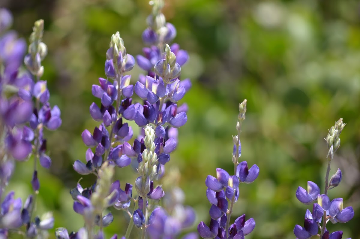 Lupine