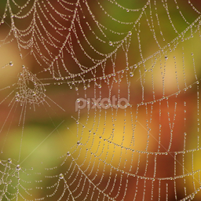 Spider web waterdrops  by Paul Wyman - Nature Up Close Webs