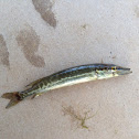 Grass pickerel