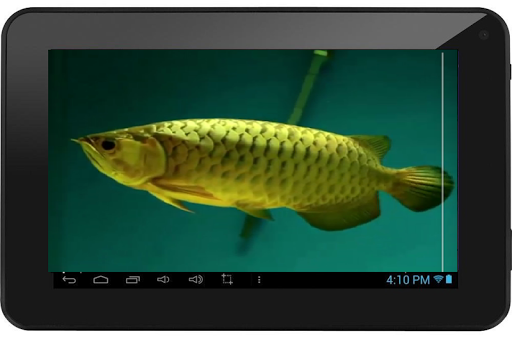 Arowana 3D