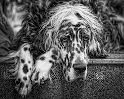 by Andrew Lawlor - Black & White Animals