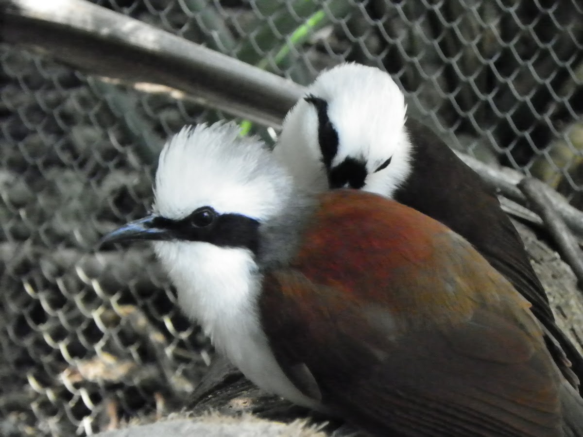 White-Crested Laughing Thrush