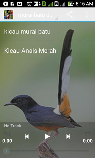 【免費娛樂App】Kicau Burung Terbaik-APP點子