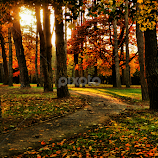 Forrest sunset by Stephan Roller -  