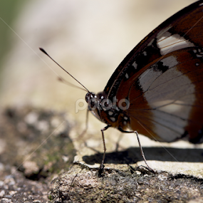 by Md Mamunur Rahman - Animals Insects & Spiders