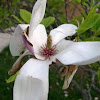 Tulip Tree/Japanese Magnolia